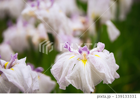 白いベールのようなふんわりとした花菖蒲 白いベールのようなふんわりとした花菖蒲 139133331