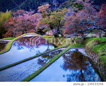 三多気の桜 三多気の桜 139133356