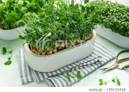 Microgreens growing in container, cultivating healthy organic vegetable food Microgreens growing in container, cultivating healthy organic vegetable food 139133416