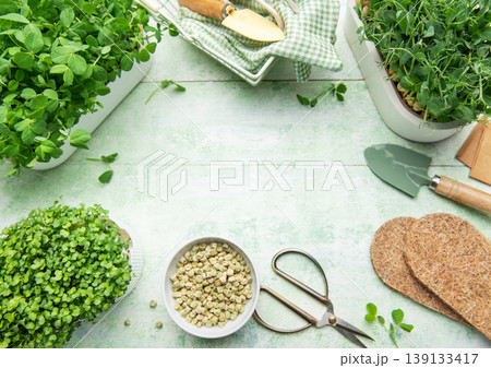 Growing microgreens at home with gardening tools Growing microgreens at home with gardening tools 139133417