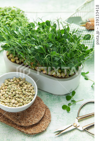 Growing organic pea microgreens for healthy sustainable lifestyle 139133418