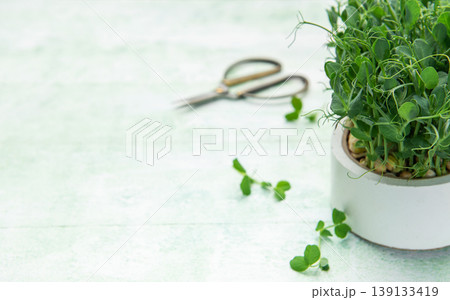 Growing fresh pea shoots microgreens in a pot Growing fresh pea shoots microgreens in a pot 139133419
