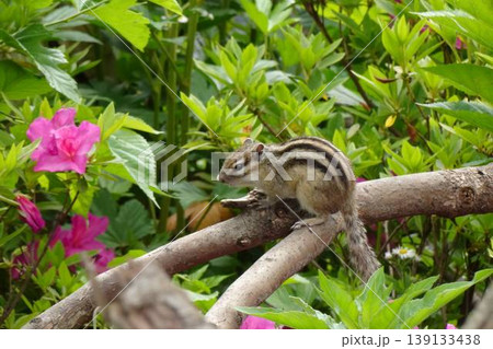 ピンクの花と新緑の中で枝に座るシマリスのかわいい姿 ピンクの花と新緑の中で枝に座るシマリスのかわいい姿 139133438
