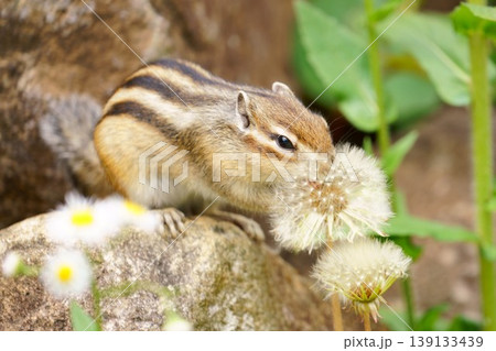 タンポポの綿毛に触れるシマリス 春のかわいい自然シーン タンポポの綿毛に触れるシマリス 春のかわいい自然シーン 139133439