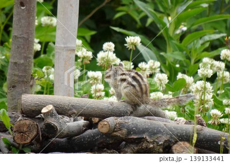 白い花咲く森で木の上に座るシマリスの後ろ姿 白い花咲く森で木の上に座るシマリスの後ろ姿 139133441