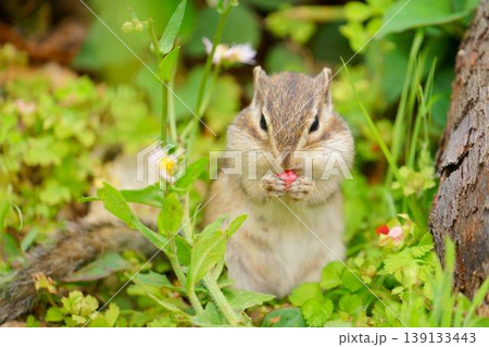 赤い実を食べるシマリスのかわいい正面ポートレート 赤い実を食べるシマリスのかわいい正面ポートレート 139133443