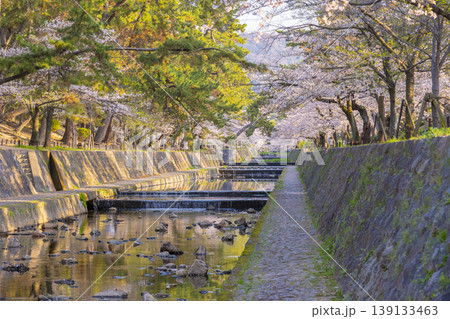 夙川公園の桜風景 夙川公園の桜風景 139133463