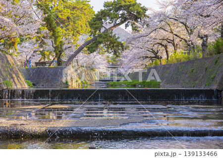 夙川公園の桜風景 夙川公園の桜風景 139133466