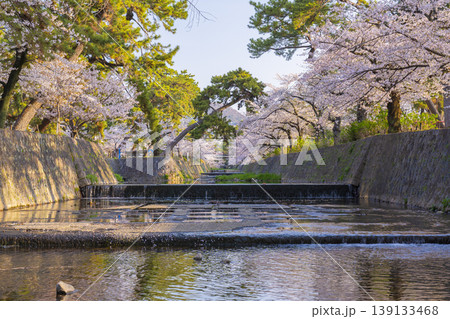 夙川公園の桜風景 夙川公園の桜風景 139133468