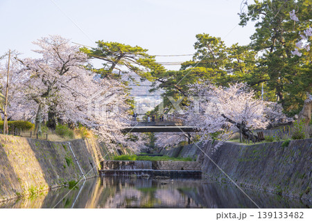夙川公園の桜風景 夙川公園の桜風景 139133482