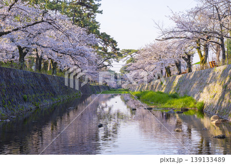 夙川公園の桜風景 夙川公園の桜風景 139133489