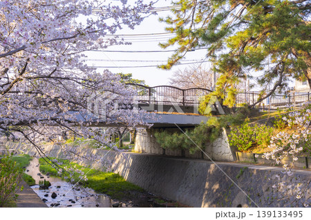 夙川公園の桜風景 夙川公園の桜風景 139133495