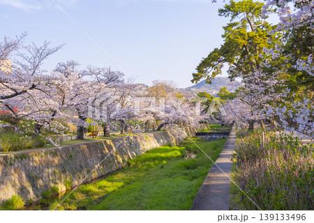 夙川公園の桜風景 夙川公園の桜風景 139133496
