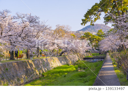 夙川公園の桜風景 139133497