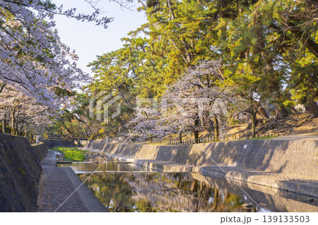 夙川公園の桜風景 139133503