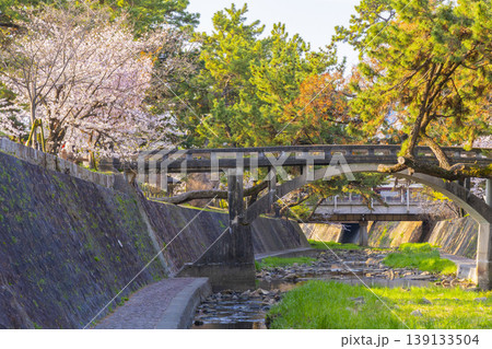 夙川公園の桜風景 夙川公園の桜風景 139133504