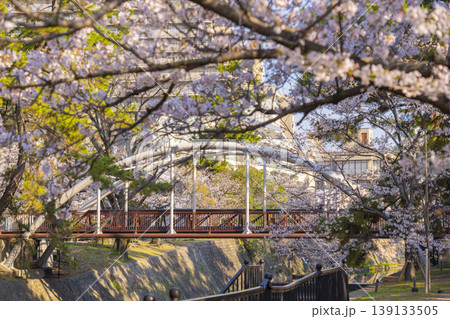 夙川公園の桜風景 片鉾橋 夙川公園の桜風景 片鉾橋 139133505