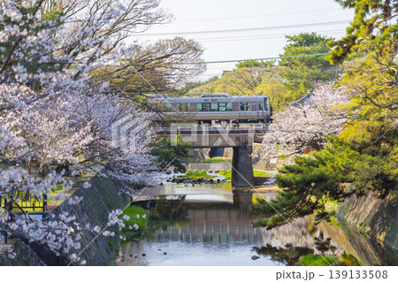 夙川公園の桜風景 夙川公園の桜風景 139133508