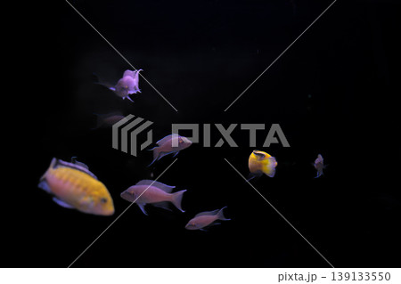 Labidochromis caeruleus, known as the lemon cichlid, swimming in a freshwater aquarium with vibrant colors Labidochromis caeruleus, known as the lemon cichlid, swimming in a freshwater aquarium with vibrant colors 139133550