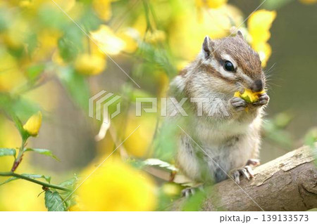 黄色い花を食べるシマリス 春のかわいい自然シーン 139133573