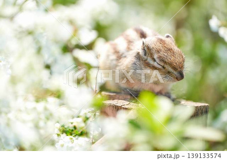 花に囲まれて眠るシマリス 癒しのやさしい春の風景 花に囲まれて眠るシマリス 癒しのやさしい春の風景 139133574