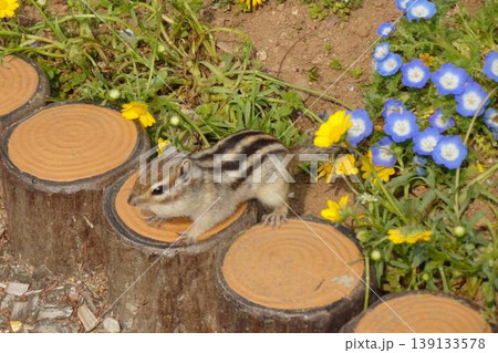 丸太のステップを歩くシマリスと春の花畑風景 丸太のステップを歩くシマリスと春の花畑風景 139133578