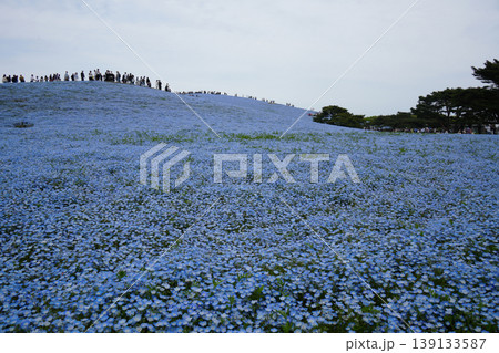 ネモフィラの花 ネモフィラの花 139133587