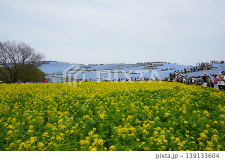菜の花とネモフィラ 菜の花とネモフィラ 139133604