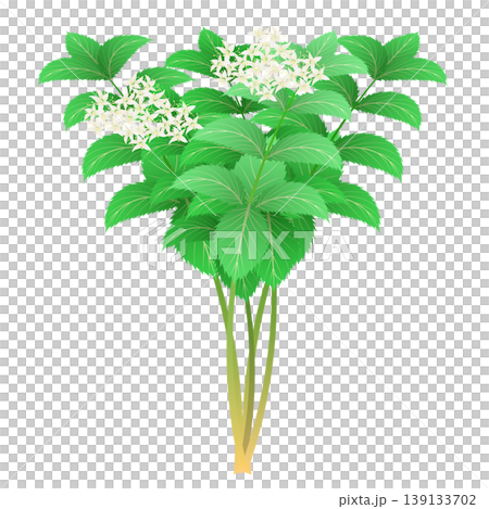 襯線花 襯線花 139133702