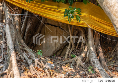 The Bodhi tree covered an old Buddha statue in Wiang Chai district located at the Phra Jao Kuena Ancient Ruins in Chiang Rai province, Thailand. The Bodhi tree covered an old Buddha statue in Wiang Chai district located at the Phra Jao Kuena Ancient Ruins in Chiang Rai province, Thailand. 139134036