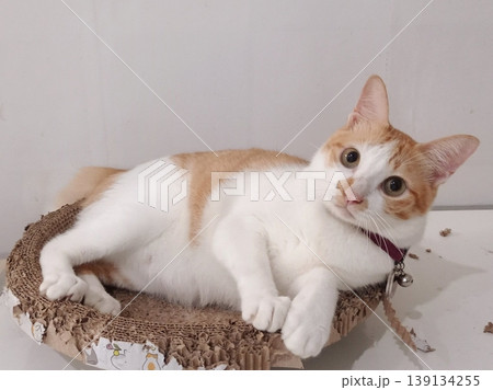 Adorable cat with soft, fluffy fur and bright, curious eyes. A symbol of elegance and purity, perfect for pet lovers and feline enthusiasts. Playful, gentle, and irresistibly cute! Adorable cat with soft, fluffy fur and bright, curious eyes. A symbol of elegance and purity, perfect for pet lovers and feline enthusiasts. Playful, gentle, and irresistibly cute! 139134255