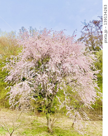 大子町の沓掛峠に、たおやかに咲く枝垂れ桜 大子町の沓掛峠に、たおやかに咲く枝垂れ桜 139134263