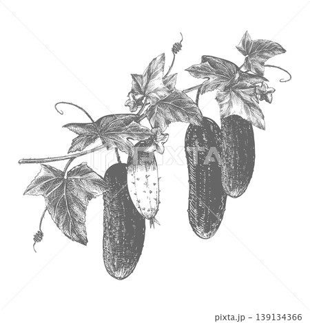 Cucumber sketch. Vector illustration of a vegetable in an engraving style. A branch with hanging whole cucumbers, leaves, flowers, and sprouts. Hand-drawn illustration for farm product packaging. 139134366