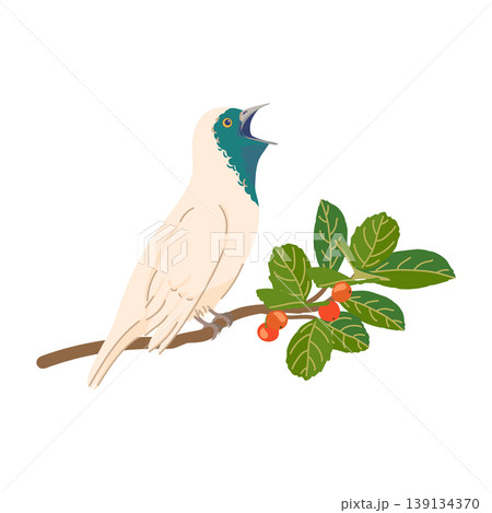 A vector illustration of a naked throated bellbird perched on a branch with green mate leaves and red berries. The Procnias nudicollis in profile with an open beak. A singing white bird. Flat-style A vector illustration of a naked throated bellbird perched on a branch with green mate leaves and red berries. The Procnias nudicollis in profile with an open beak. A singing white bird. Flat-style 139134370