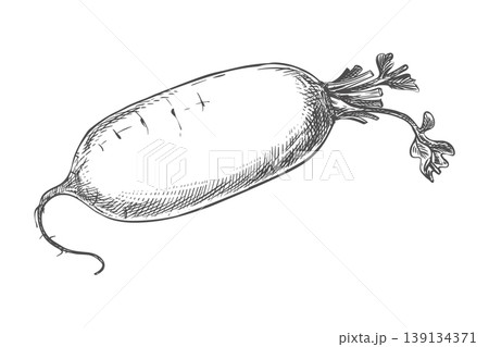 Sketch of a daikon radish lying on a table. Vector illustration of the vegetable in an engraving style. The whole root with trimmed leaves depicted on a white background. Hand drawn, imitating etching Sketch of a daikon radish lying on a table. Vector illustration of the vegetable in an engraving style. The whole root with trimmed leaves depicted on a white background. Hand drawn, imitating etching 139134371