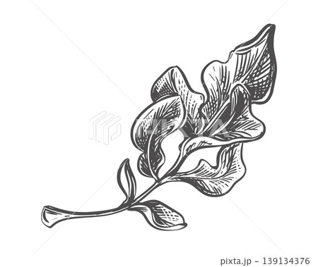 Daikon leaf sketch. Vector illustration of leafy vegetable in. Engraving style. Rhubarb leaves lie on a table against a white background. Hand-drawn, imitating etching. Arugula, spinach, or Mangold. Daikon leaf sketch. Vector illustration of leafy vegetable in. Engraving style. Rhubarb leaves lie on a table against a white background. Hand-drawn, imitating etching. Arugula, spinach, or Mangold. 139134376
