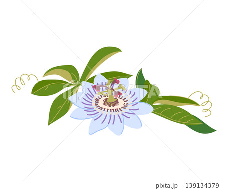 Blue passionflower (Passiflora caerulea) in flat style. Vector illustration of a blue flower in flat style. Passion fruit vine. 139134379