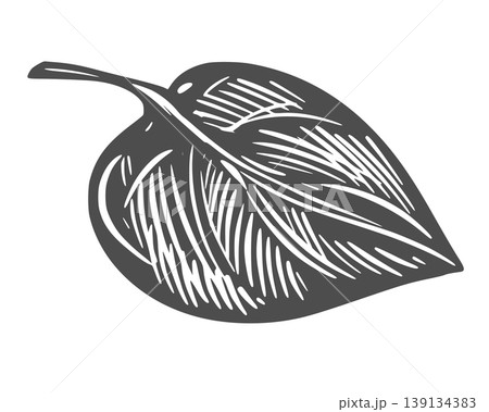 Lilac leaf sketch. Vector illustration of this leafy vegetable. Engraving. A sweet potato leaf lies on a table against a white background. Hand-drawn, imitating etching. 139134383