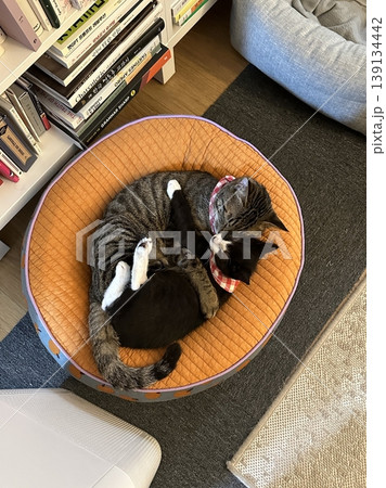 Adorable cat with soft, fluffy fur and bright, curious eyes. A symbol of elegance and purity, perfect for pet lovers and feline enthusiasts. Playful, gentle, and irresistibly cute! 139134442