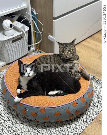 Adorable cat with soft, fluffy fur and bright, curious eyes. A symbol of elegance and purity, perfect for pet lovers and feline enthusiasts. Playful, gentle, and irresistibly cute! 139134658