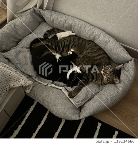 Adorable cat with soft, fluffy fur and bright, curious eyes. A symbol of elegance and purity, perfect for pet lovers and feline enthusiasts. Playful, gentle, and irresistibly cute! 139134666