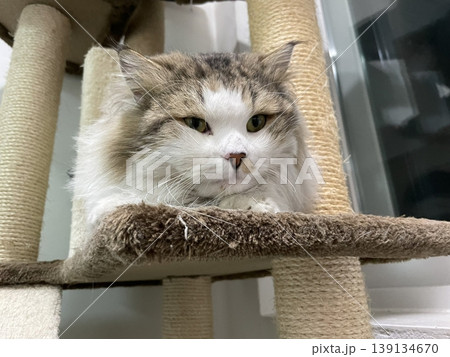 Adorable cat with soft, fluffy fur and bright, curious eyes. A symbol of elegance and purity, perfect for pet lovers and feline enthusiasts. Playful, gentle, and irresistibly cute! Adorable cat with soft, fluffy fur and bright, curious eyes. A symbol of elegance and purity, perfect for pet lovers and feline enthusiasts. Playful, gentle, and irresistibly cute! 139134670