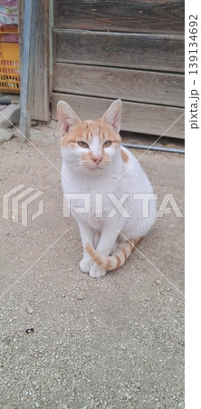 Adorable cat with soft, fluffy fur and bright, curious eyes. A symbol of elegance and purity, perfect for pet lovers and feline enthusiasts. Playful, gentle, and irresistibly cute! 139134692
