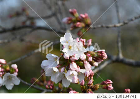 いわき市 松ヶ丘公園のソメイヨシノ 咲き始めの密集した花とつぼみ 春のイメージ いわき市 松ヶ丘公園のソメイヨシノ 咲き始めの密集した花とつぼみ 春のイメージ 139134741