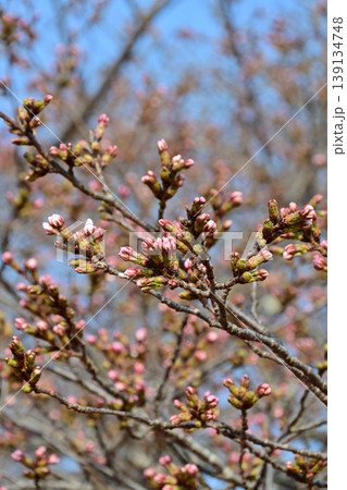いわき市 松ヶ丘公園のソメイヨシノ 開花を待つつぼみと青空 縦構図の春イメージ いわき市 松ヶ丘公園のソメイヨシノ 開花を待つつぼみと青空 縦構図の春イメージ 139134748