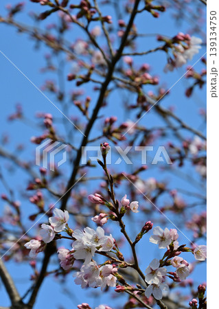 いわき市 松ヶ丘公園のソメイヨシノ 青空と咲き始めの桜 縦構図の背景素材 139134750