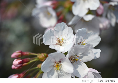 いわき市 松ヶ丘公園のソメイヨシノ 満開の花を上から見下ろすマクロ 春の風景 139134763