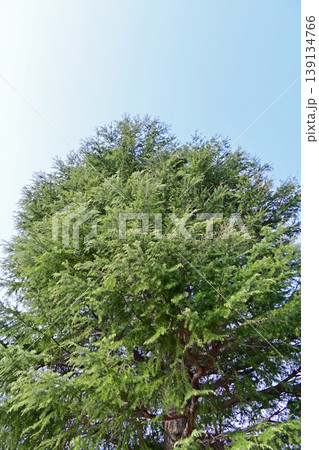 いわき市 松ヶ丘公園の巨木 見上げる針葉樹と青空 新緑の風景イメージ 139134766