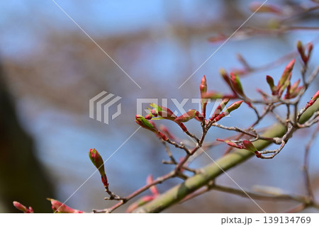 モミジの芽吹き、春の新緑と赤い冬芽、生命の息吹、いわき市松ヶ丘公園 139134769