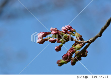 桜の蕾、開花目前のソメイヨシノと快晴の空、春の訪れ、福島県いわき市松ヶ丘公園 139134771